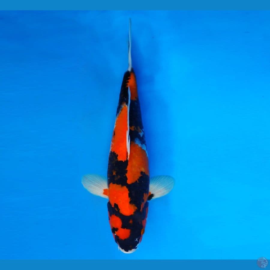 MEIJI 17 ~ Hi Showa 35 cm/fm ™