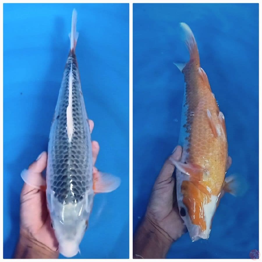 37 cm /fm