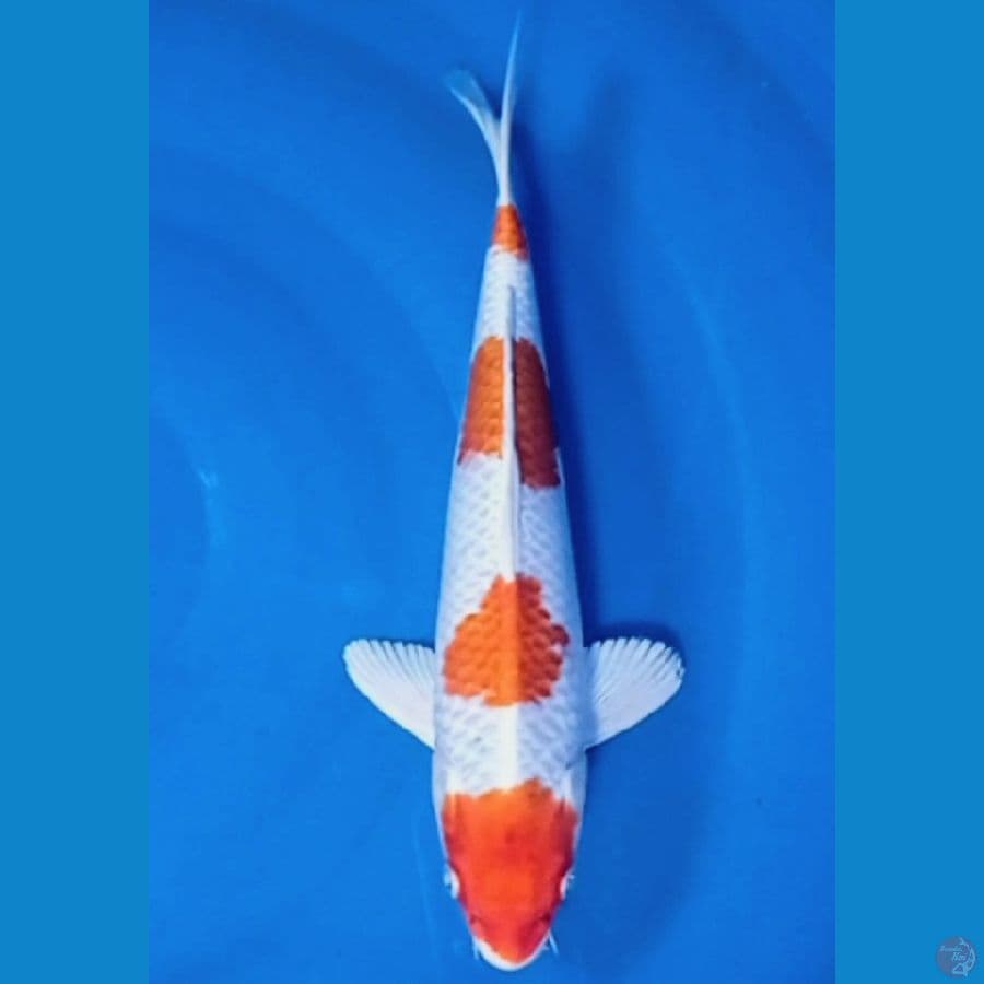 kikushui 34 cm /male