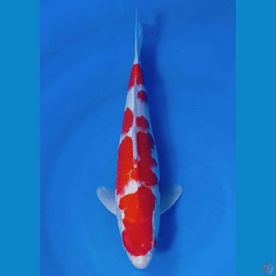 32 cm