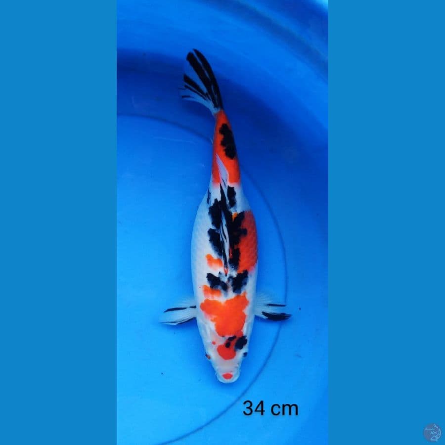 gendong telur 34 cm