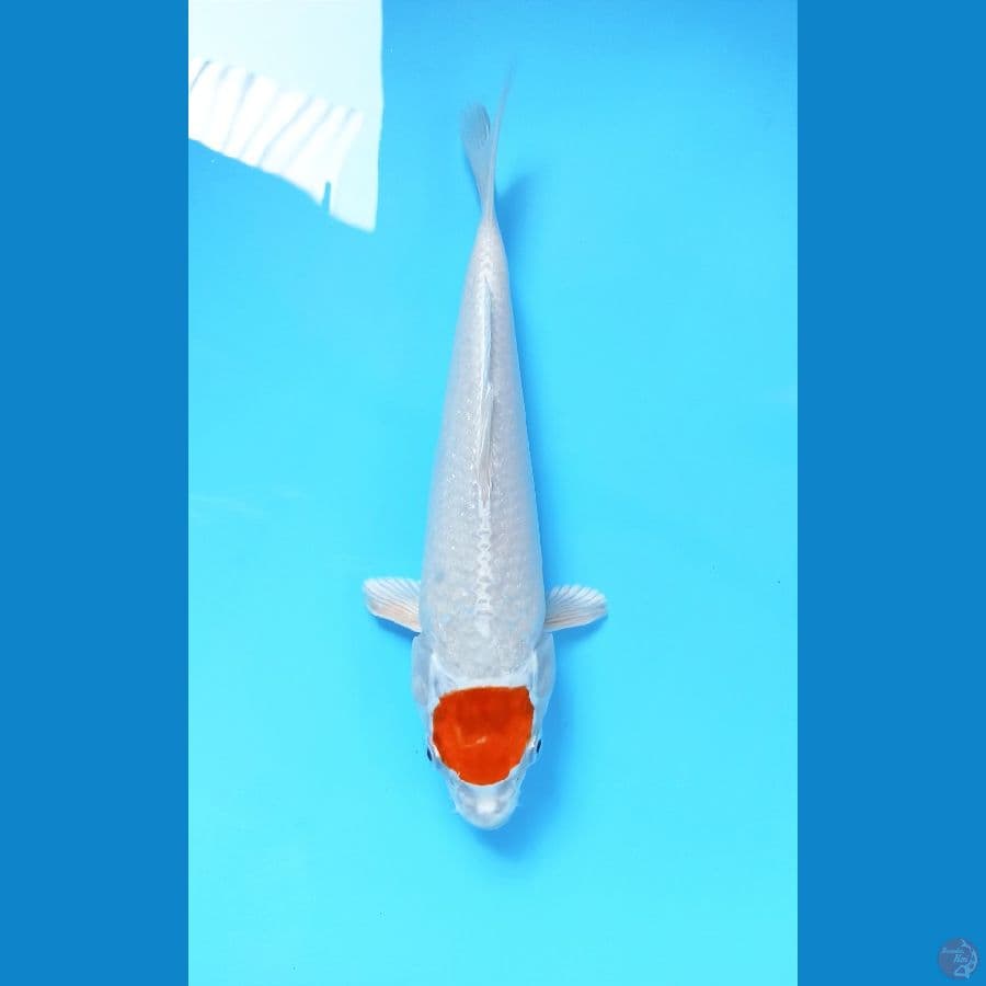 Tancho 22cm
