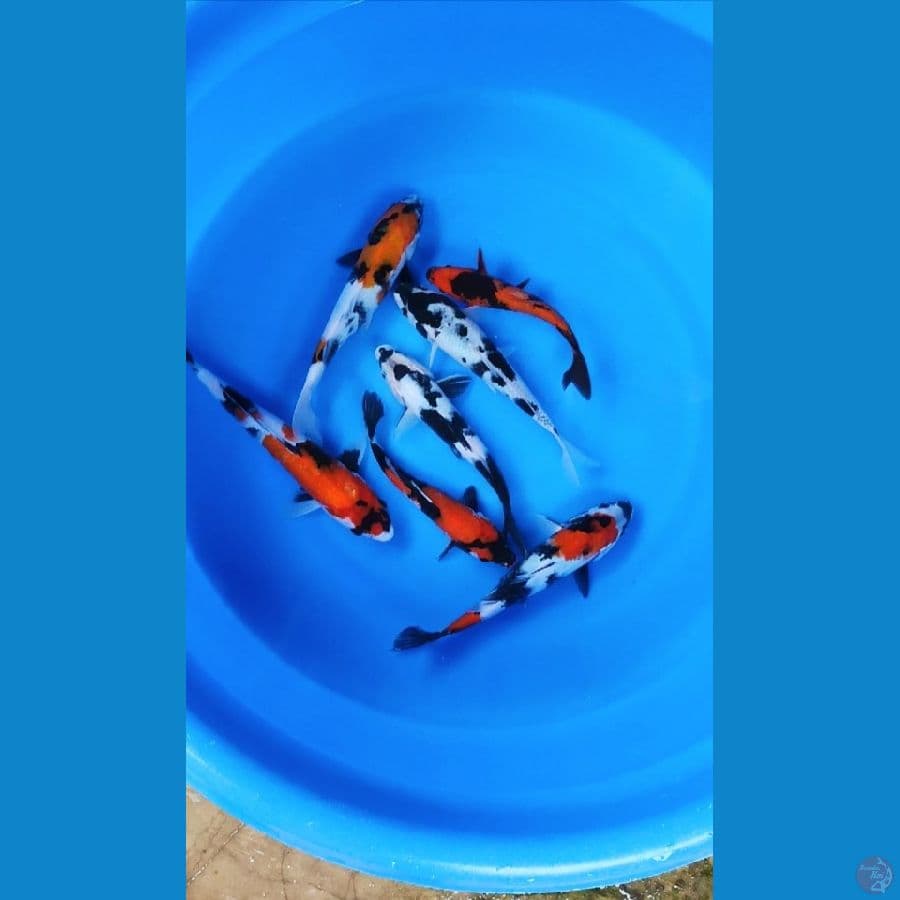 borongan 7 ekor 20 - 30 cm