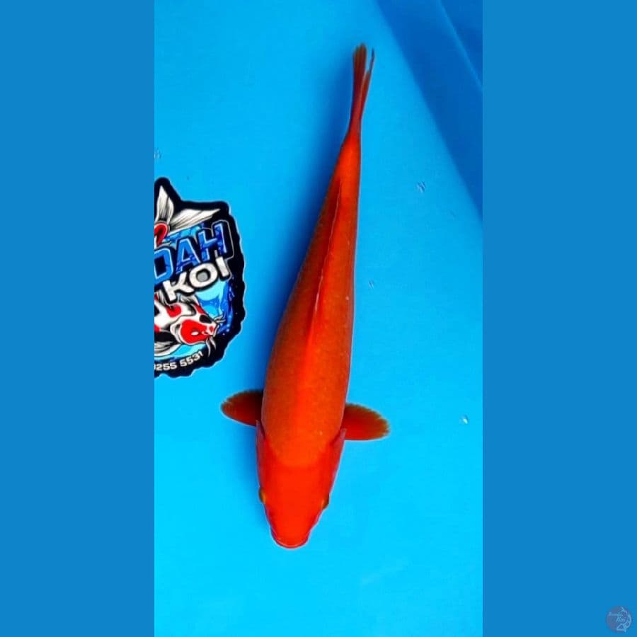 aka hajiro tembus - 35cm