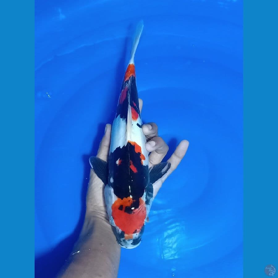 Doitsu 31cm