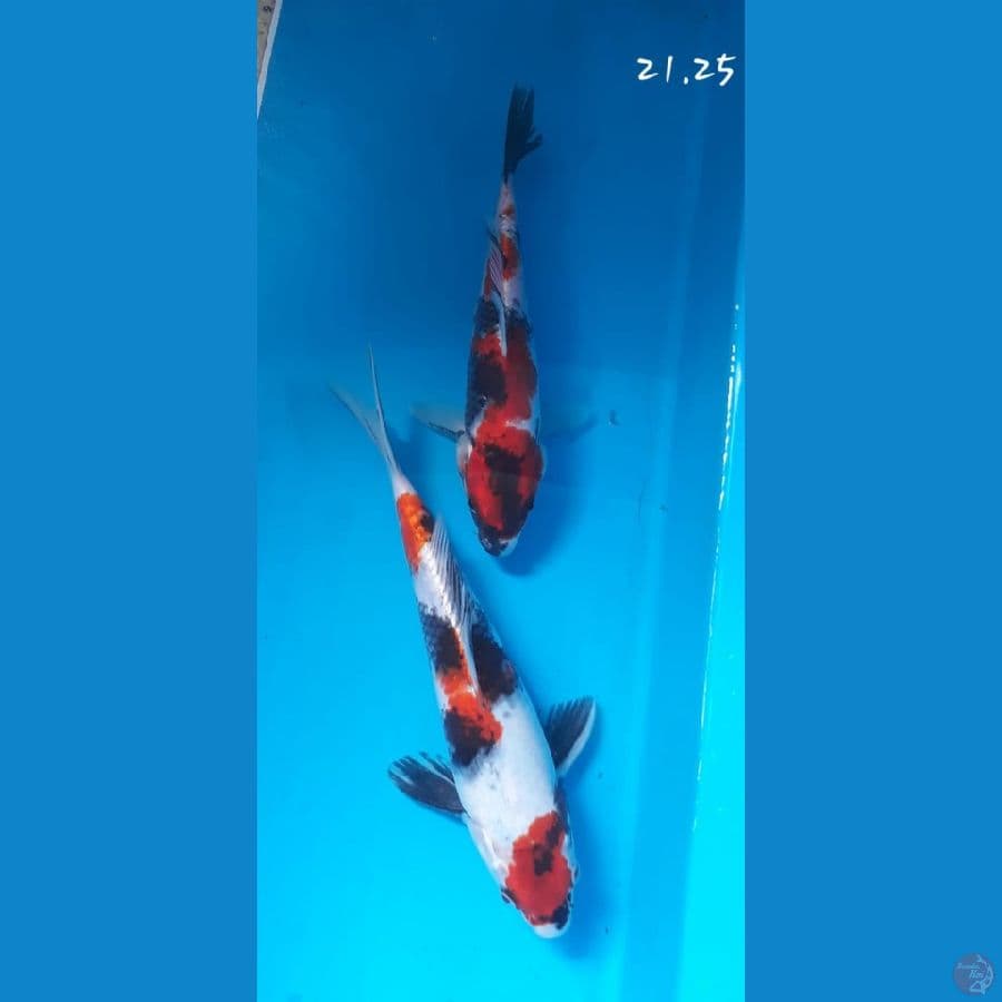 mix showa 21.25 cm