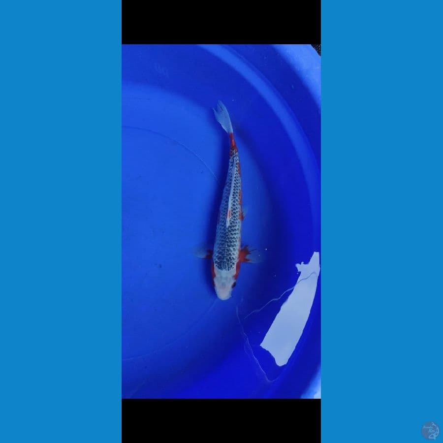 Asagi Male