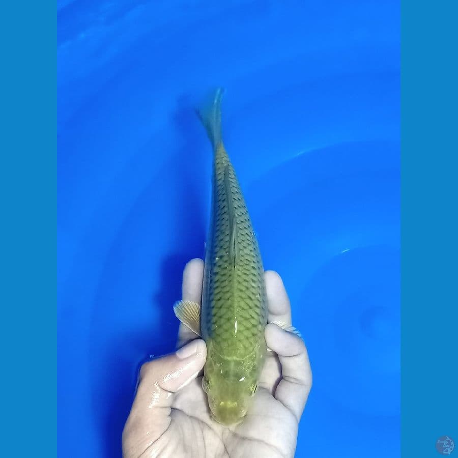 Midori ijoo 19 cm
