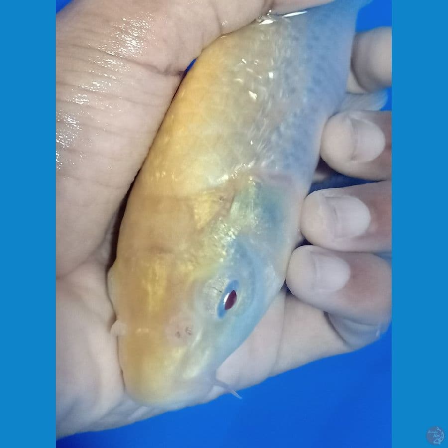 Mata merah 21 cm