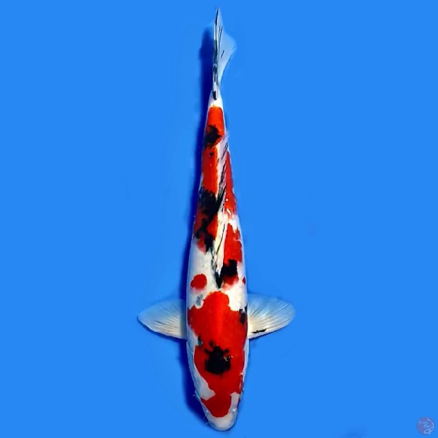 Taisho sanshoku 45cm Male