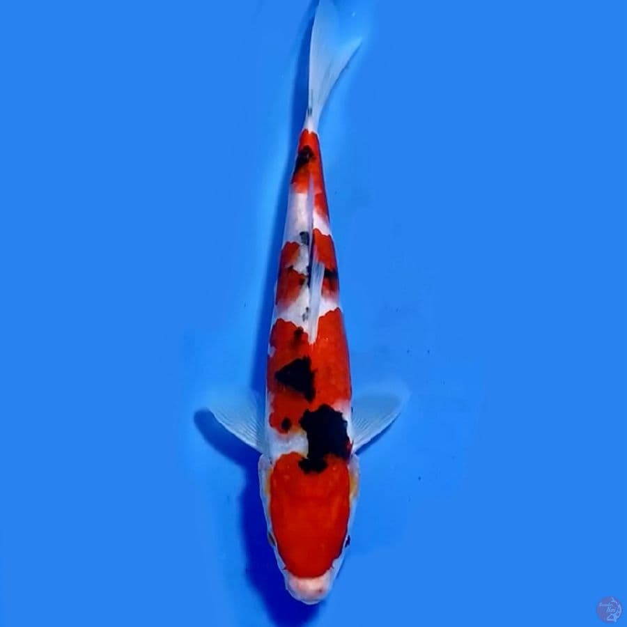 Taisho sanshoku 21cm Male