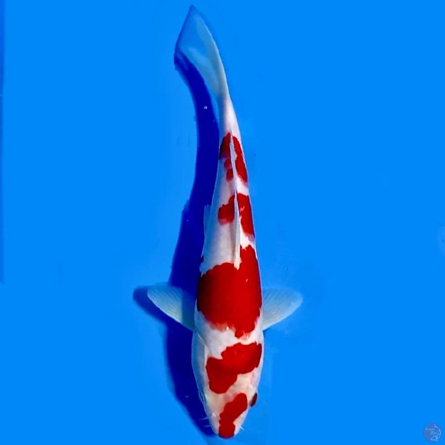 Kohaku 23cm Male
