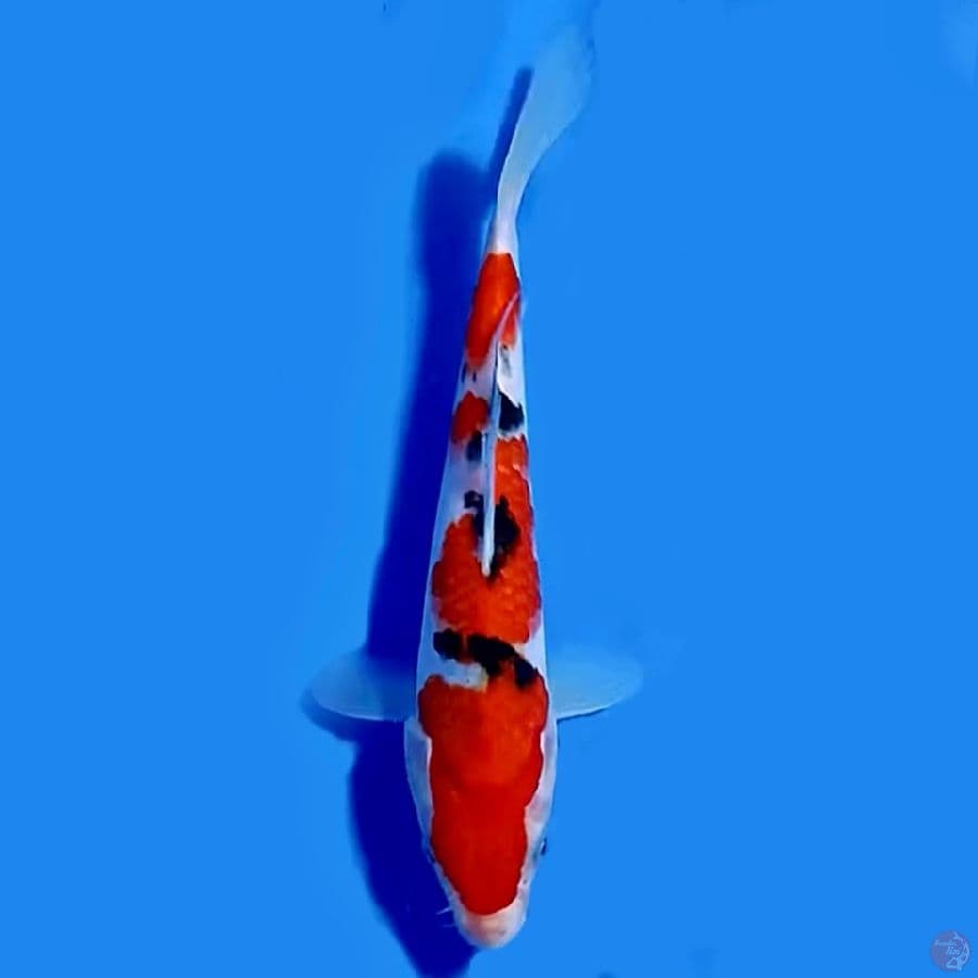 Taisho sanshoku 23cm Male