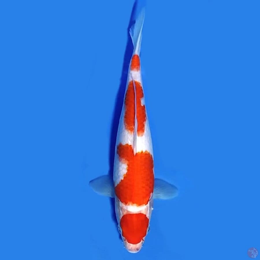 Maruten Kohaku 26cm Female