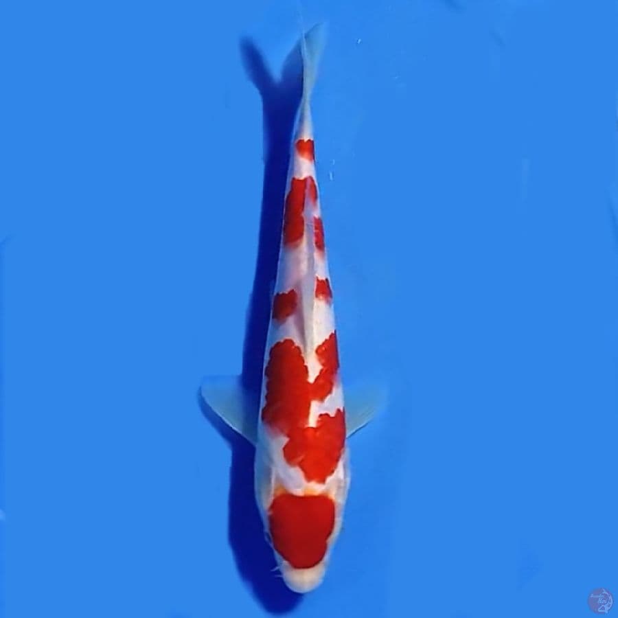 Maruten kohaku 24cm Male