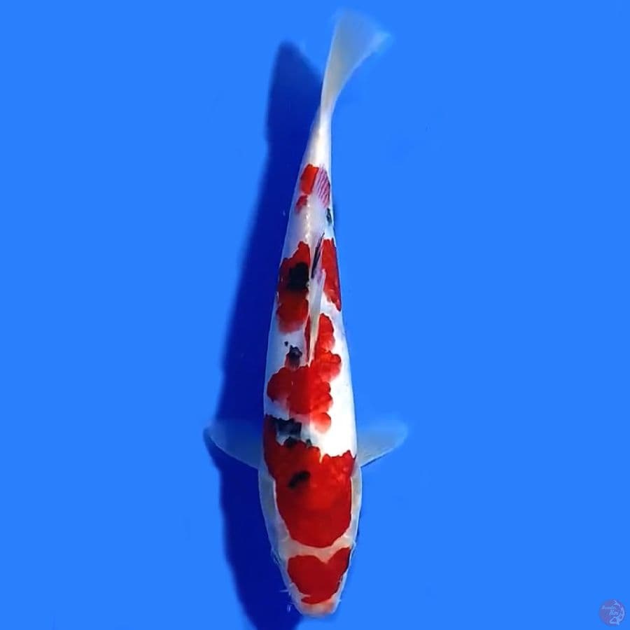 Taisho sanshoku 26cm Male