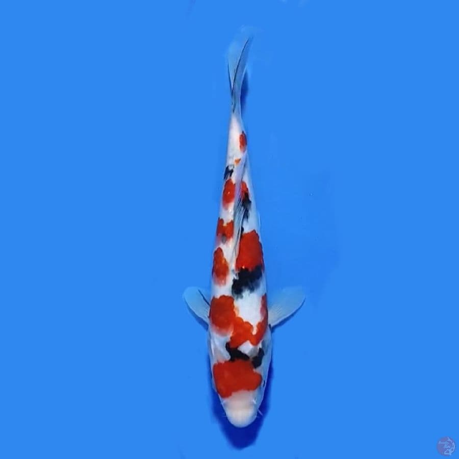 Taisho sanshoku 25cm Male