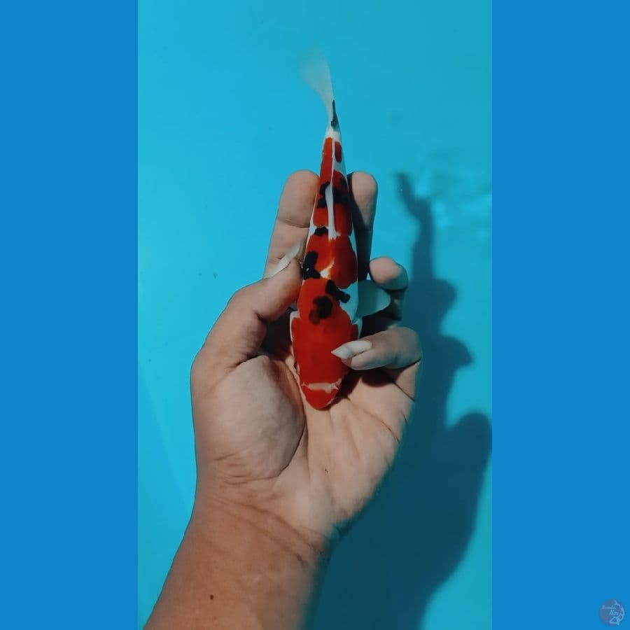 doitshu 18cm