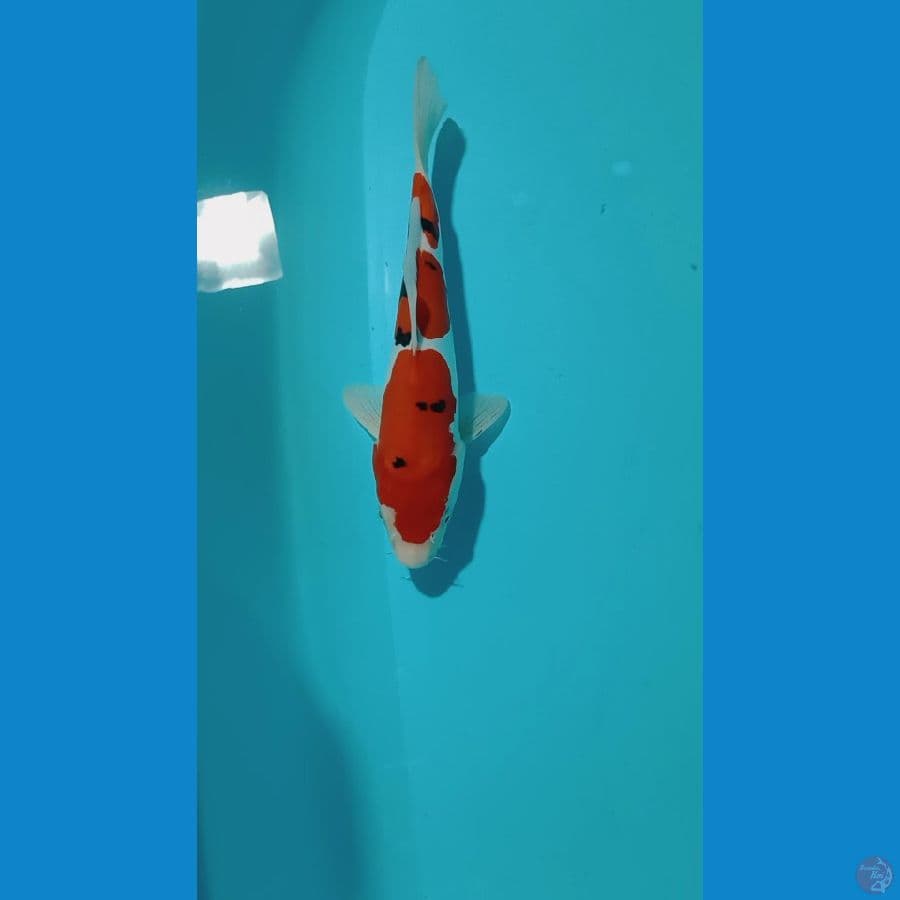 doitshu 25