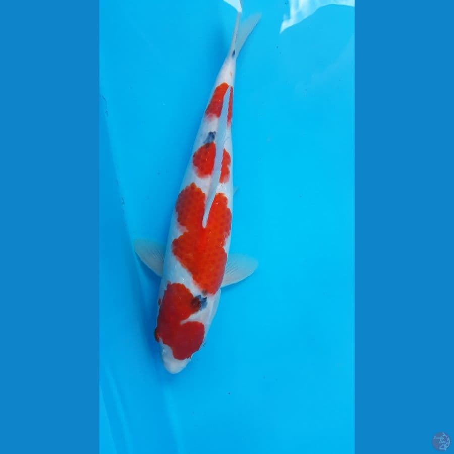 sanke F32cm