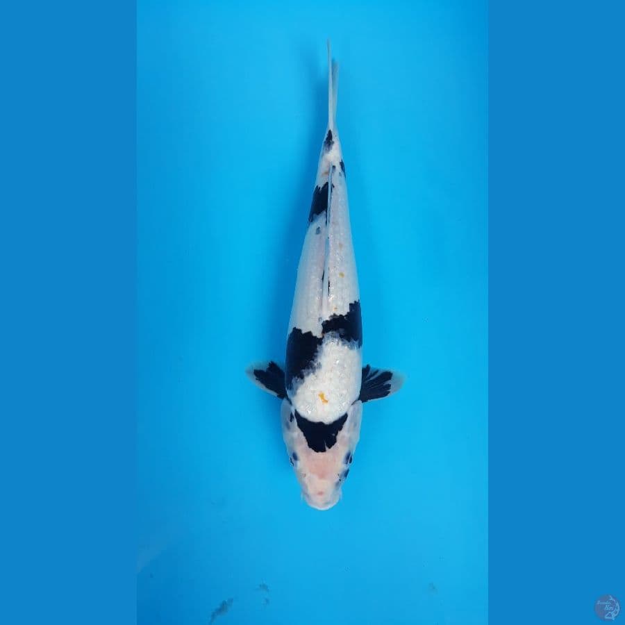 Shiro F41cm
