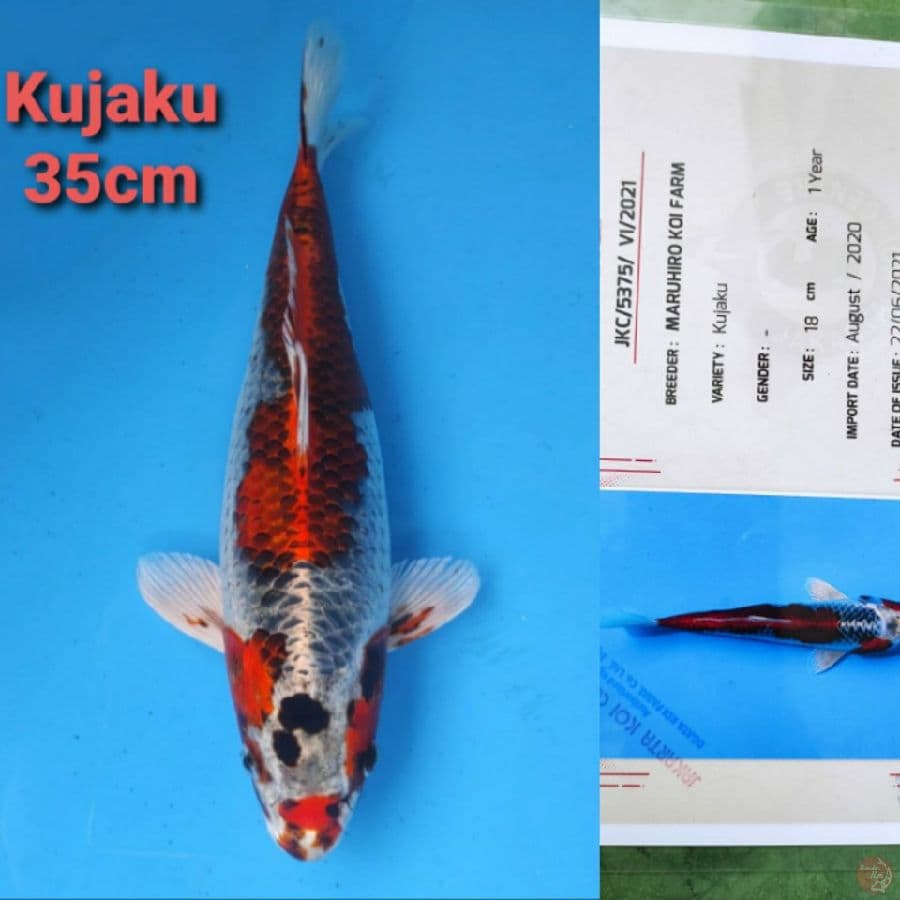 MARUHIRO KUJAKU 35CM SERTI