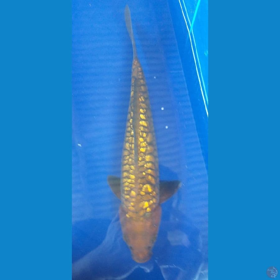 Chagoi Aragoke Full 30cm/Male