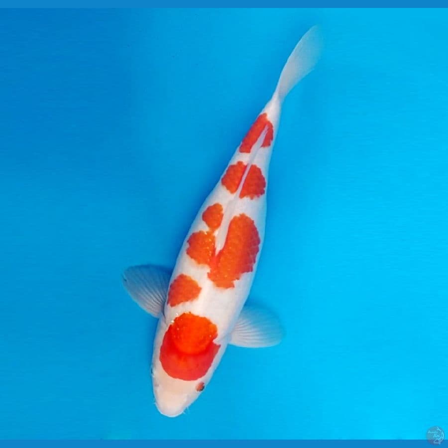 MEIJI 18 ~ Kohaku 39 cm/fm ™