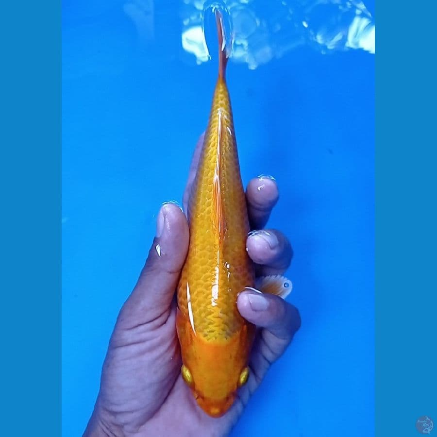 yamabuki ogon 23 cm