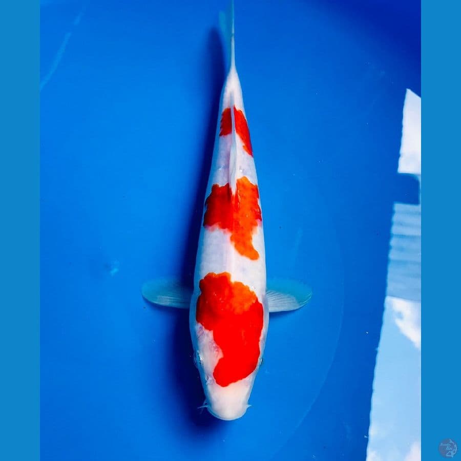 kohaku 26cm