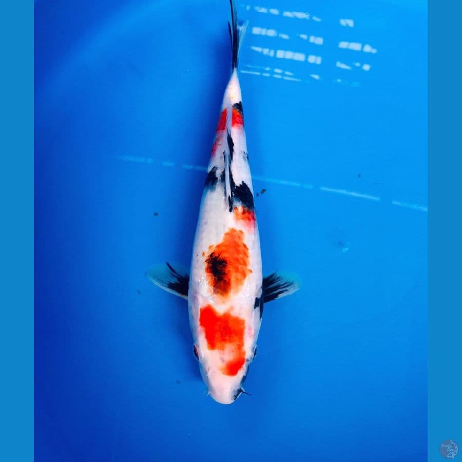showa tategoi 28cm