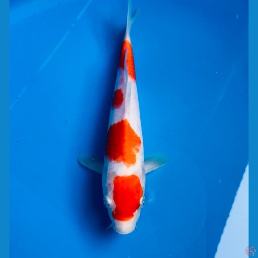 maruten 23cm