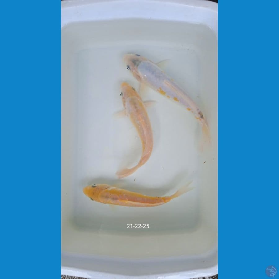 susui kuning 21-22-25cm