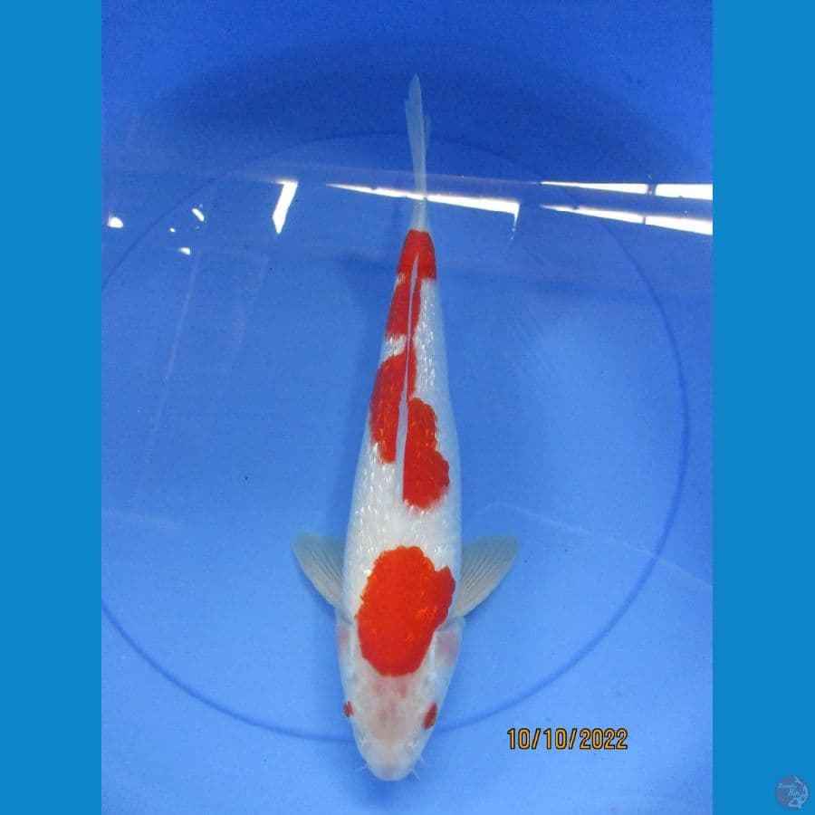 Ginrin Male 30 cm