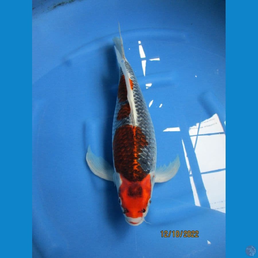 ghosyki Kumpay. 45 cm