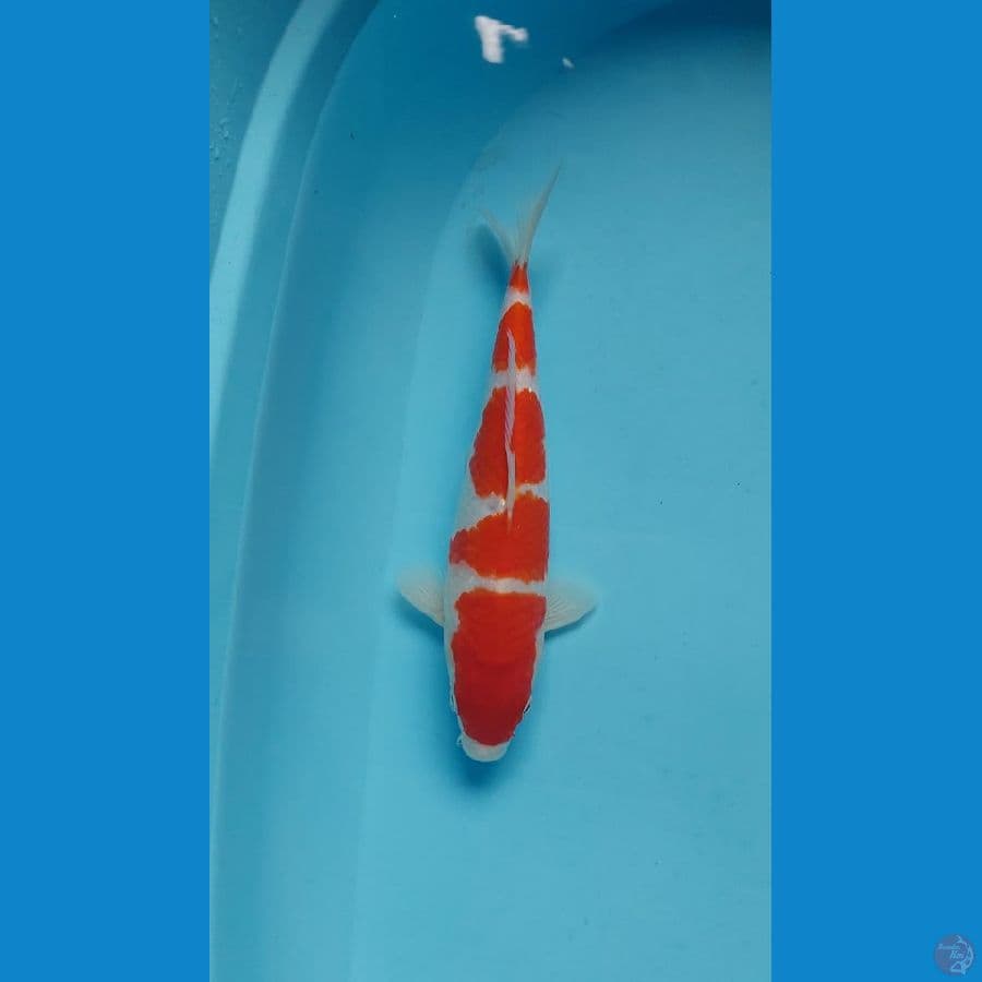 kohaku male 26 cm male