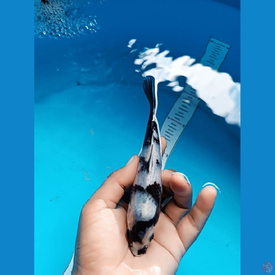shiro size 15 siap jalan jalan