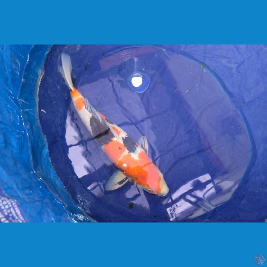 Showa Isa Jumbo 58 Cm Male Serti