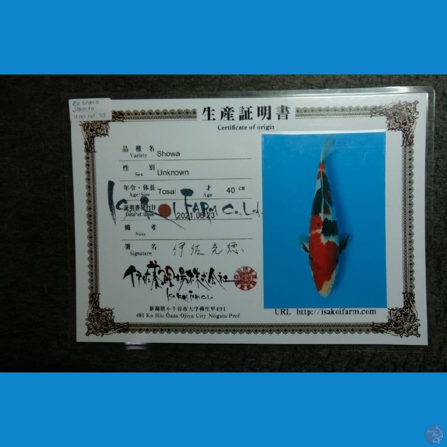 Showa Isa Jumbo 58 Cm Male Serti