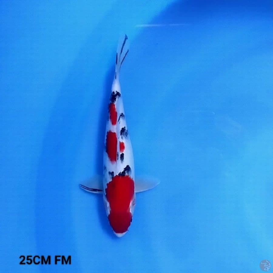 HQ Sankis 25CM FM