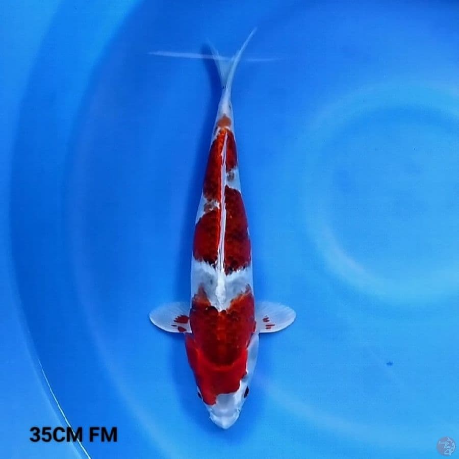 Kujaku 3 Step 35CM FM