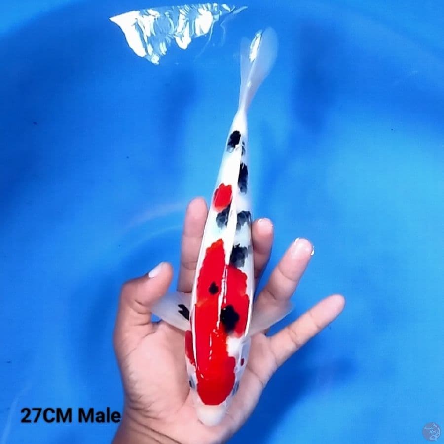 Sankis 27CM Male