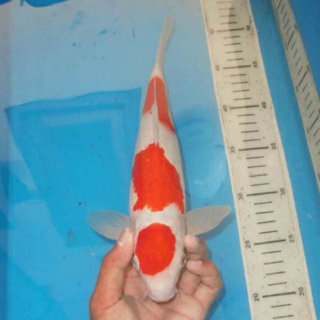 KOHAKU