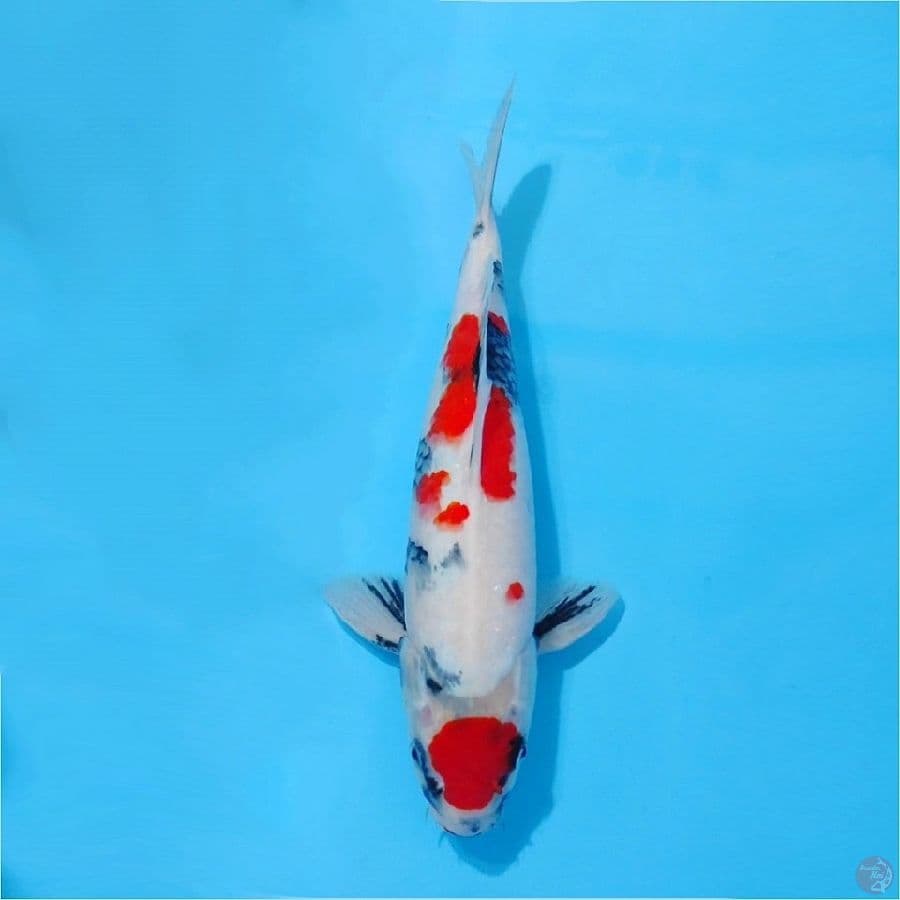Red maruten showa quality size 35cm male