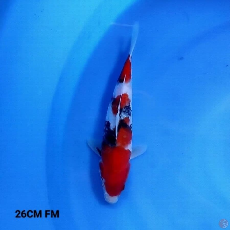 Sanke 26CM FM