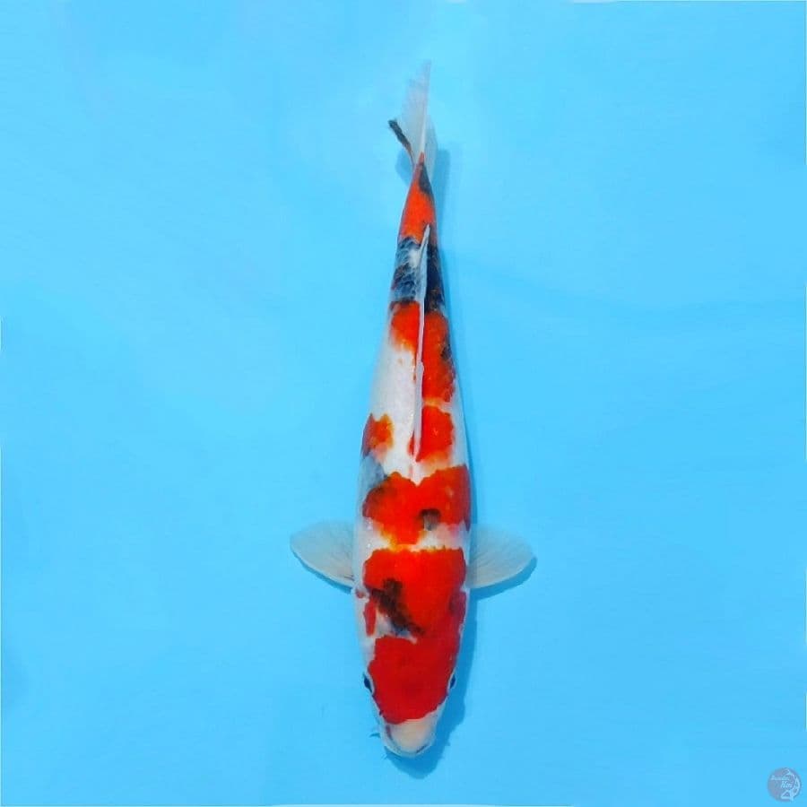 Tategoi showa quality size 36cm fml