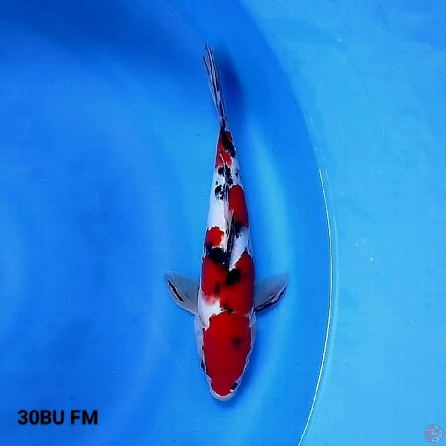 Sanke 30BU Female