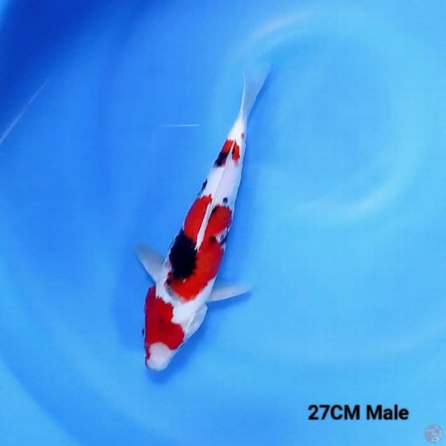 Sanke 27CM Male