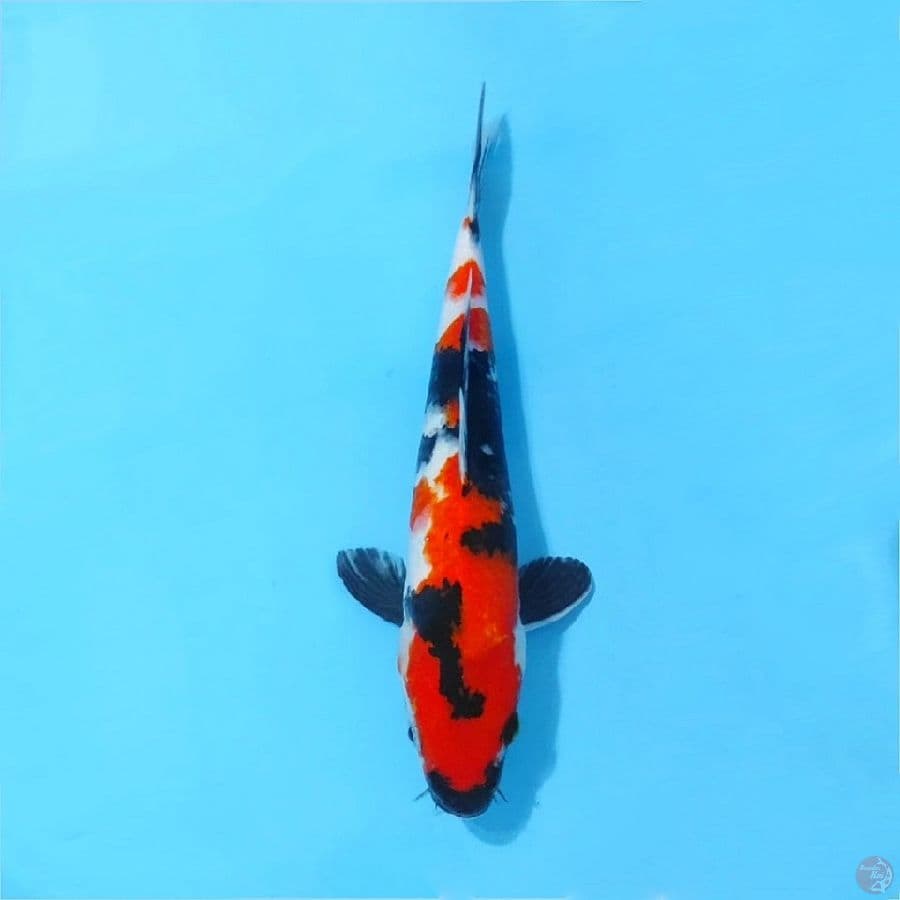 showa sanshoku size 28cm male