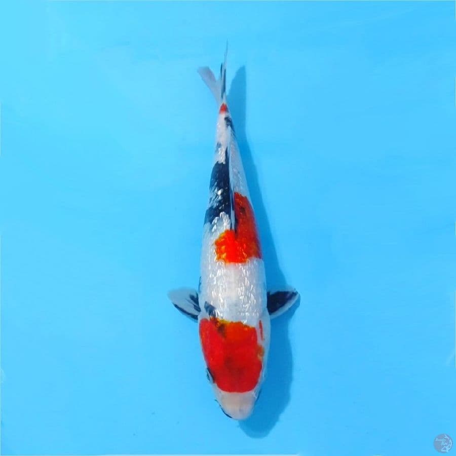 red ginrin showa size 30cm fml